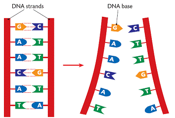 Gene expression and the D816V mutation - Mast Attack dna replication diagram labeled 